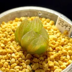 2843 ◎ トリコネオン多肉植物 ハオルチア アロエのサムネイル