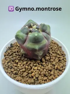 ASギムノカリキウム ミハノビッチID：Gymno.montrose サボテン - メルカリ