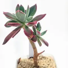 kazuzu様 リクエスト 2点 まとめ商品