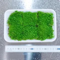 teru3様専用 コケ各種3パレット - メルカリ