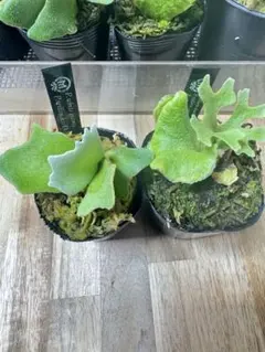 2025年最新】リドレイナノの人気アイテム - メルカリ