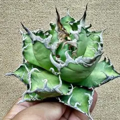 アガベ　シーザー　メルカリ便 アガベ チタノタ シーザー 凱旋 - メルカリ