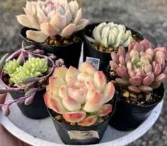 3.多肉植物　多肉セット　寄せ植え　初心者向け　多肉弁当　詰め合わせ