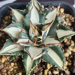 2025年最新】上澳園芸の人気アイテム - メルカリ