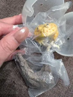 Item thumbnail for item c83b8c14-9e6a-4809-8c7f-d464f8cb6de6