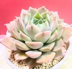 ここぞう様 リクエスト 4点 まとめ商品