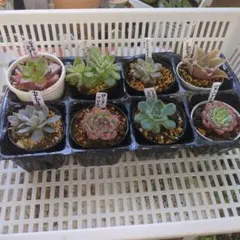 miso苗 カキコB⭐️ザラゴーサエッジ×モンロー⭐️多肉 ミソ苗 ミソップさん miso苗 カキコB⭐️ザラゴーサエッジ×モンロー⭐️多肉 ミソ苗