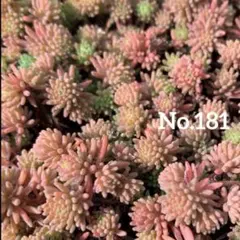 181多肉植物☆パリダム　セダム　100カット　苗
