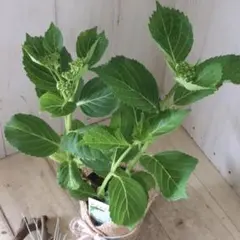 こやぎ様 リクエスト 2点 まとめ商品