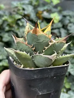 2025年最新】オテロイ実生の人気アイテム - メルカリ