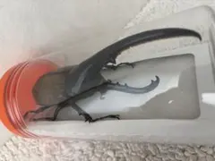 メル61804様 リクエスト 2点 まとめ商品