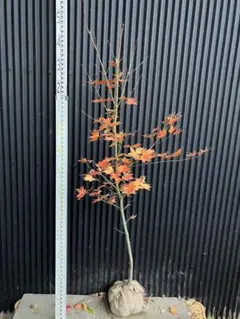 2025年最新】コハウチワカエデの人気アイテム - メルカリ