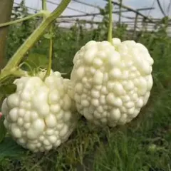 CocoDory様 リクエスト 3点 まとめ商品