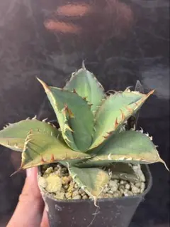 インドネシア産　FO-076 ボール型　コレクション株 ほのやん様 インドネシア 選抜 FO-076 オテロイ スーパーボール