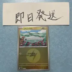 シビシラス ミラーのサムネイル