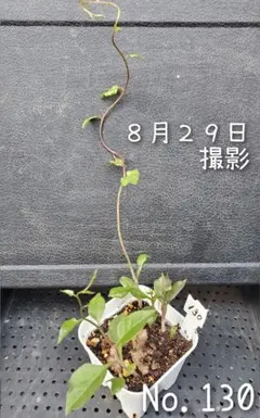 おかわかめ の 苗 です (No.130) 栽培用 苗 むかご - メルカリ