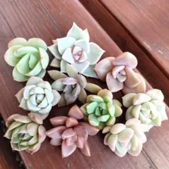 多肉植物 B カット苗 セット 詰め合わせ