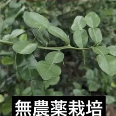 フレッシュコブミカンの葉 こぶみかん バイマクックルーใบมะกรูด 50枚