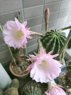 花サボテン⭐️花盛丸⭐️⑦カキコ - メルカリ