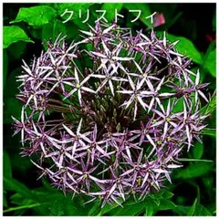 miyamo(＊プロフ必読⁎ᵕᴗᵕ⁎＊)様 リクエスト 3点 まとめ商品