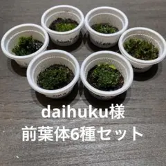 2026年最新】ビカクシダ マダガスカリエンセの人気アイテム - メルカリ