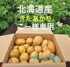 こー様専用 北海道産 きたあかり（M〜Lサイズ）5kg