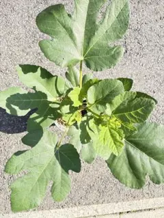 訳ありいちじく挿し木苗 weihai青皮5本セット - メルカリ