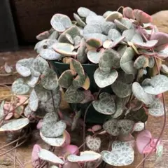 観葉植物 ハートカズラ レディハート 2鉢 鉢ごと メルカリ便 - メルカリ