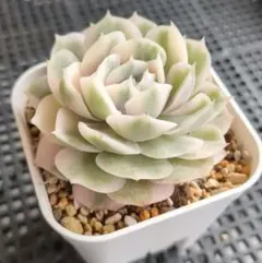 01）オンスロー錦 カット苗 6cmポット 斑入り エケベリア