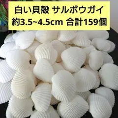 2026年最新】貝殻まとめ売りの人気アイテム - メルカリ