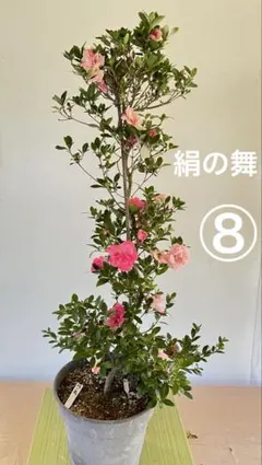 ★絹の舞　皐月盆栽　サツキ盆栽　さつき盆栽 ☆絹の舞 皐月盆栽 サツキ盆栽 さつき盆栽 - メルカリ