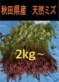 山菜 ミズ 新潟県産 採れたて新鮮発送 2キロ - メルカリ