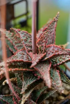 2025年最新】アロエ ハイブリッド 種子の人気アイテム - メルカリ