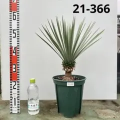 2025年最新】ロストラータ ブルーの人気アイテム - メルカリ