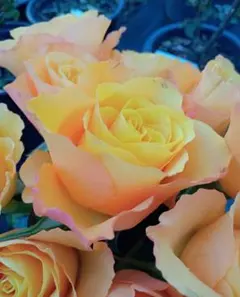 ゆき@様専用 バラ苗 挿し苗 オレンジ Orange romantica②+③ - メルカリ