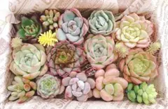 多肉植物 カット苗詰め合わせ