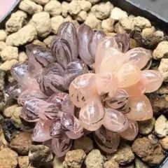 t*a様 多肉植物　ハオルチア　舞姫オブツーサ錦　群生　超美品　鮮明錦　極上斑