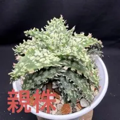 알로에 하이브리드 서브플랜트