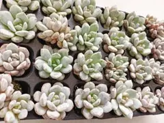 スターオレンジ6苗根付きセット多肉植物エケベリア