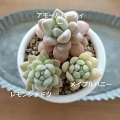 あゆゆめママ様 リクエスト 2点 まとめ商品