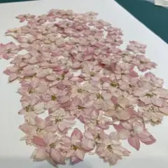 薄ピンク・千鳥草の押し花・70輪(訳あり)