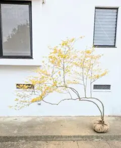 JELLICLEさま専用。。山採りドウダンツツジ。 JELLICLEさま専用。。山採りドウダンツツジ。