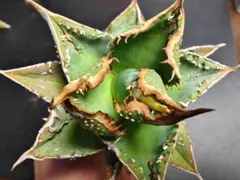 2026年最新】アカベの人気アイテム - メルカリ