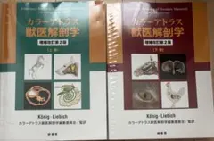 2025年最新】カラーアトラス獣医解剖学の人気アイテム - メルカリ