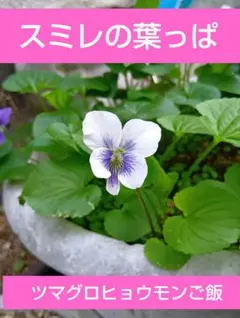 スミレ 葉っぱのみ 20枚 12g ツマグロヒョウモン 幼虫 餌 - メルカリ