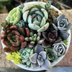 メルカリ便発送‼︎　レイオブライト　変わり斑 4株カット苗 メルカリ便発送‼︎ レイオブライト 変わり斑 4株カット苗 メルカリ便