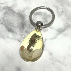 【本物】タツノオトシゴ×貝殻キーホルダー