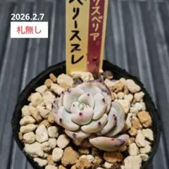 2026年最新】ミックスベリアの人気アイテム - メルカリ