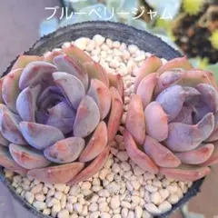 ☆チーズブルーベリー♪☆多肉植物【カット苗】 - メルカリ