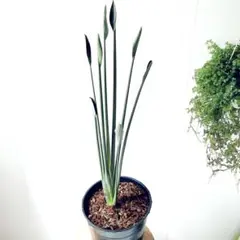 Ikumi様 リクエスト 2点 おまとめ商品